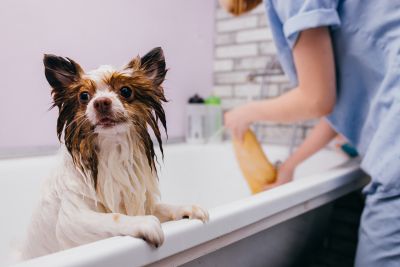 Pet Grooming and Pet Sitting Insurance in Coeur D'Alene, ID by Coeur d' Alene Insurance