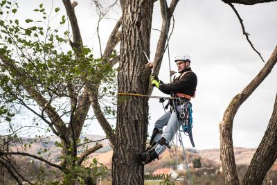 Tree Trimming Insurance in Coeur D'Alene, ID by Coeur d' Alene Insurance